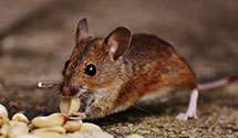 24 Hour & Emergency Exterminators in Crescent Mills, CA